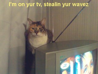 Lolcat Lolcat